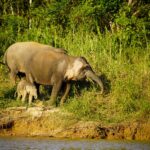 peakstodeep borneo malesia