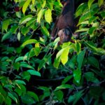 peakstodeep borneo malesia