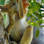 peakstodeep borneo malesia