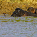 peakstodeep borneo malesia