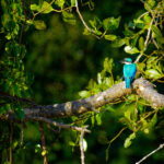 peakstodeep borneo malesia