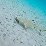 peakstodeep perhentian malesia