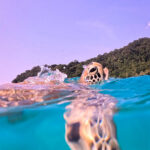 peakstodeep borneo malesia