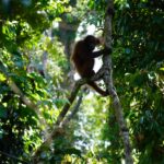 peakstodeep borneo malesia