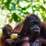 peakstodeep borneo malesia