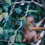 peakstodeep borneo malesia