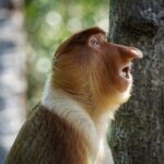 peakstodeep borneo malesia