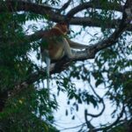 peakstodeep borneo malesia