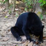 peakstodeep borneo malesia