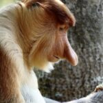 peakstodeep borneo malesia