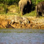 peakstodeep borneo malesia