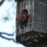 peakstodeep borneo malesia