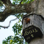 peakstodeep borneo malesia