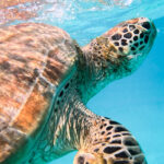 peakstodeep perhentian