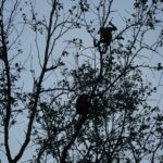 peakstodeep borneo malesia