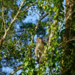 peakstodeep borneo malesia
