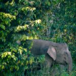 peakstodeep borneo malesia