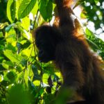 peakstodeep borneo malesia