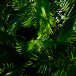 peakstodeep borneo malesia