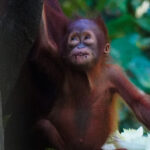 peakstodeep borneo malesia