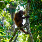 peakstodeep borneo malesia