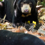 peakstodeep borneo malesia