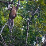 peakstodeep borneo malesia