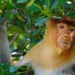 peakstodeep borneo malesia