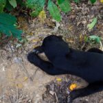 peakstodeep borneo malesia