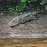 peakstodeep borneo malesia